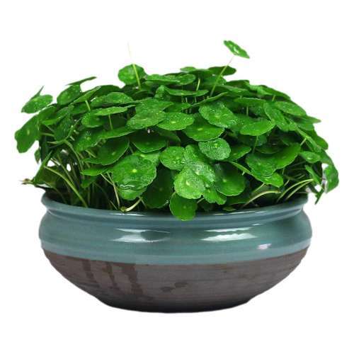 百亿补贴:铜钱草【1盆】裸根【请看清楚再拍】 含盆 客厅水培植物