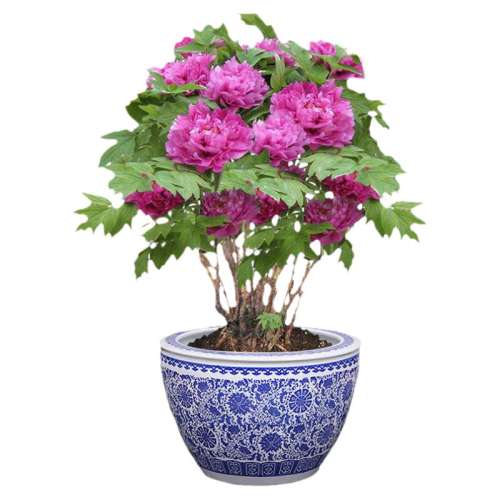 ۻ㣺ĵƷ8硾8-11֦  ĵ̨ͥԺ108.39Ԫ3(36.13Ԫ/)