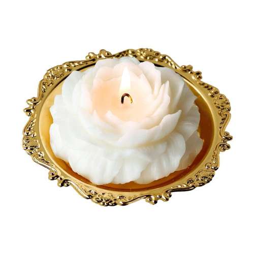 ۻ㣺Camellia candleɽ軨С*1 ɽ軨޹СӻСڸ߼Ů 28.2Ԫ