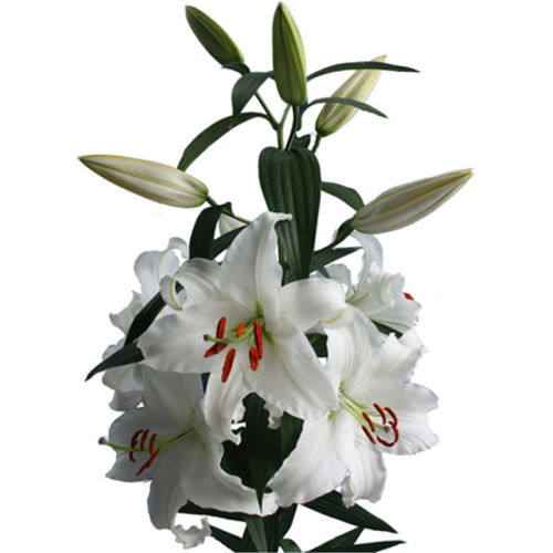 16-17CM OTƷ-ʹ14-16cm ˮذٺ34.5Ԫ