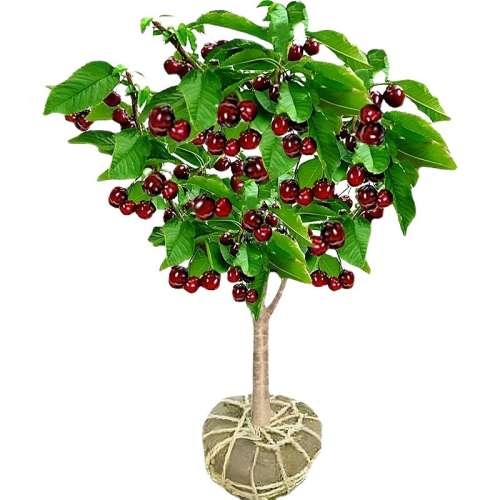 ǰҳ 111cm()-140cm() ش缪ϵ195Ԫ5(39Ԫ/)