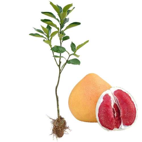 ߲Сһ 81cm()-110cm() ش޽Ϸֲɳֹֹ3.2Ԫ