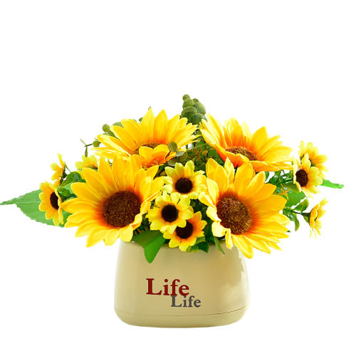 life-ĵõɫ ٻ滨տ廨СϻװƷֲڼ8.46Ԫ