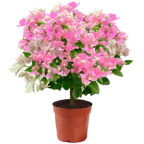 ?ɫ1á30~40CM-籭 ÷ļ5.85Ԫ
