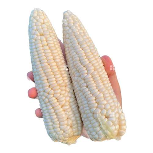  40g/ ˹Ŵ54ŴӸ߲ŴũԺѴȫ3.31Ԫ