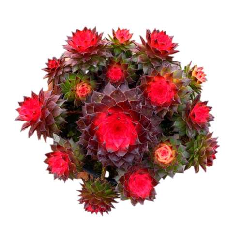 �߲ʹ�����5ͷ+������ �����Ժ� ����ֲ����������Է�����