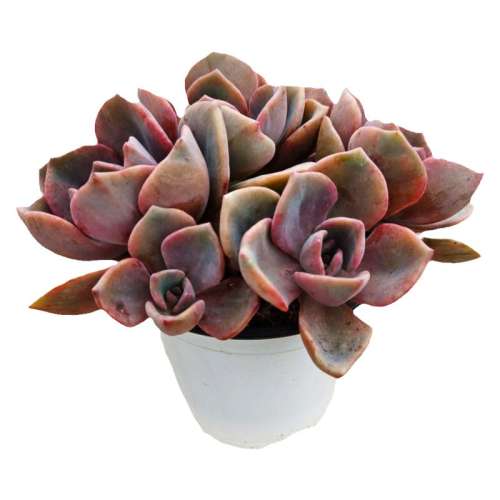ʺ12cm+-  ʺǶֲﾻ̨12.42Ԫ