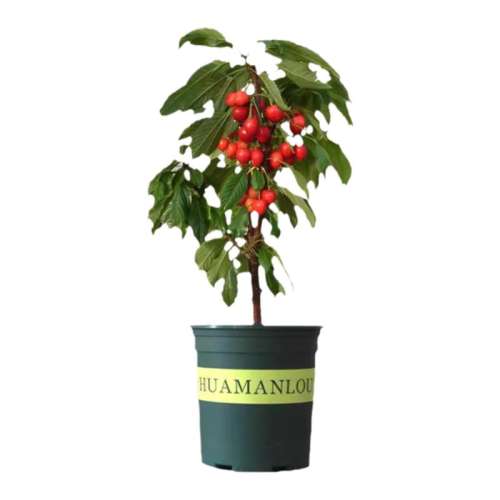 ˹8ԭԭҶ 111cm()-140cm() ԭԭҶӣ޽ӳӴӣԵԹϷ115.2Ԫ