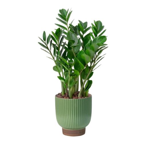 СǮ20-30cm6-8꣨ԭ裩+ӪҺ ֣լǮԿֲ54.6Ԫ5(10.92Ԫ/)