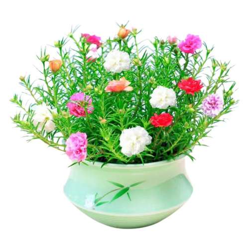 ذ   ɫ  10֦ ޸֦    ͷ  20W+ذ̫󻨴2.13Ԫ