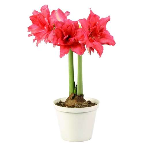 12+ Ϸ춥찢ףܳ20-22cm ＾춥Ԥ۽ ԰51.93Ԫ3(17.31Ԫ/)
