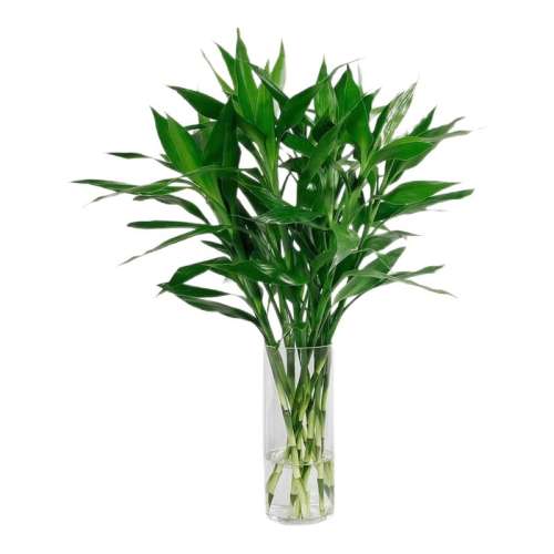 ڲƼ50-60cm4+ͱʼ ˮֲֲ8.62Ԫ