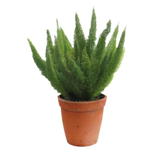 βŶ16cm  βŶ̹ҶֲͥԺʵ25.2Ԫ