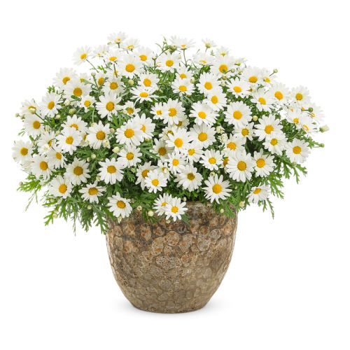 С15cm  Բݻ49.8Ԫ3(16.6Ԫ/)