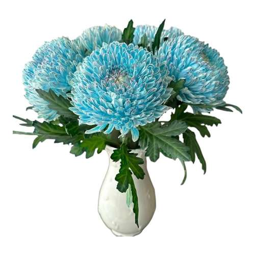 ڲƿ ໨ĵ5֧ɫ+ӪҺ ĸ׽ר໨ĵ44.9Ԫ