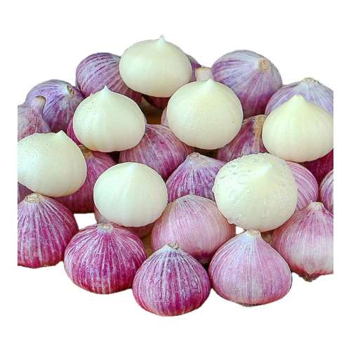 ڲ100g Сģ2.0cm 2025Ƥͷ3.7Ԫ