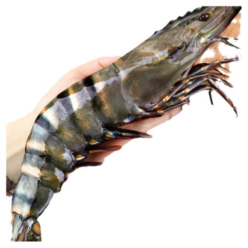ڲ1000g 14-16cm شڻϺֻ78Ԫ