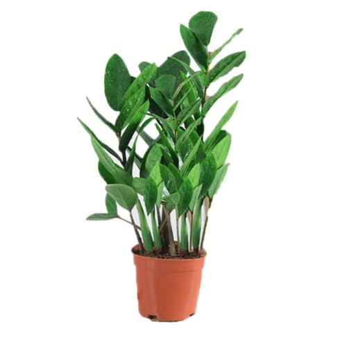 ʽǮ20-25cm5-8ãԭ裩+  Ǯвڿֲ ʵ5.31Ԫ
