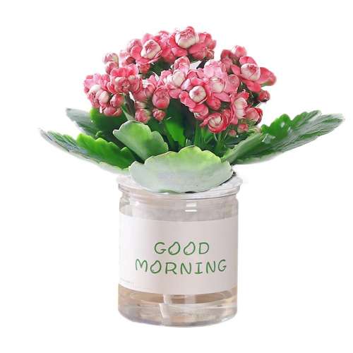 ڲ+ˮ裨ˮȻ  ӼԻֲ8.42Ԫ