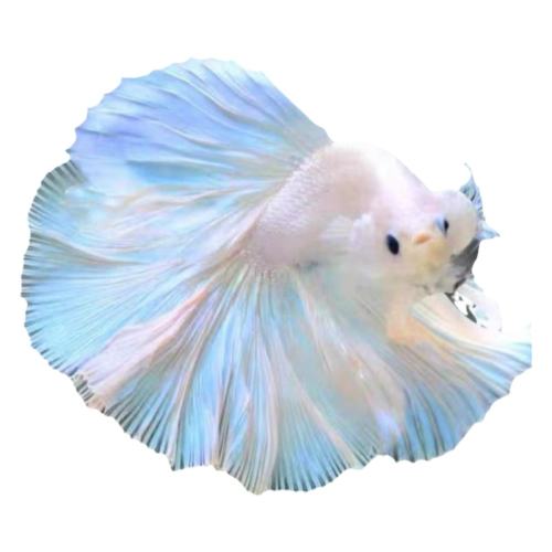 ϣ30G ȴ̩㵭ˮͻСʵ2Ԫ