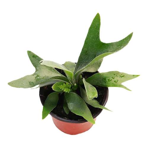 ¹ާ 4Ҷ ڷ15-20cm Ժ ¹ާֲʵ50.14Ԫ,ۺ25.07/