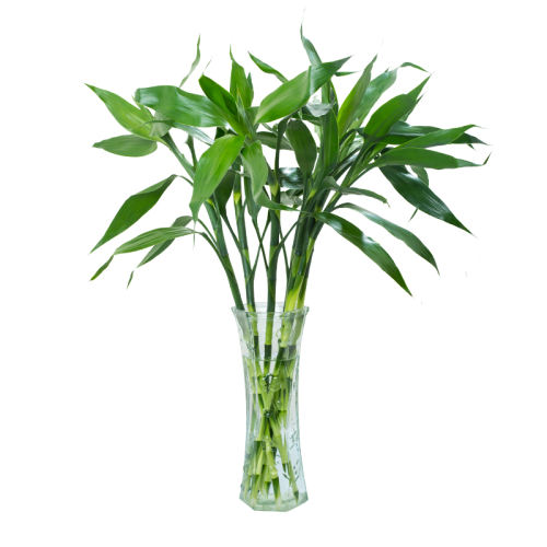 ڲ5á65-75CM ˮֲ10.8Ԫ