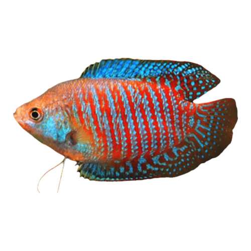 ؼۡ5-6cm1 ȴѪС͵ˮʵ15.84Ԫ,ۺ7.92/