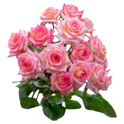 ٱϵδɫ15cm  Բ¼ۼ30+49.83Ԫ3(16.61Ԫ/)
