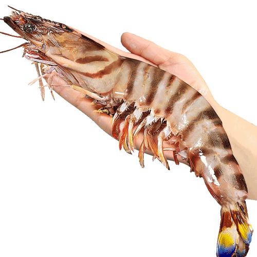 1000g 15-16cm ˳մϺشŽϺ88Ԫ
