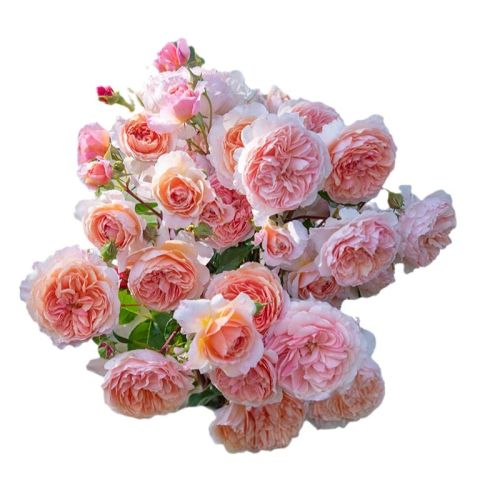89.9Ī15cm  Ʒѡ¼ 30ʵ29.76Ԫ,ۺ7.44/