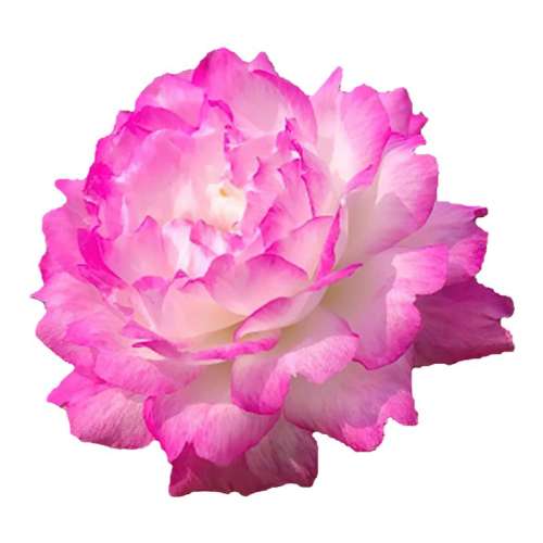 ɫ ޸֦ ذ̫ɫ޸2.45Ԫ