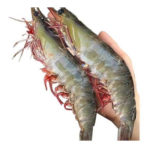 1500g 10-12cm ϺʻٶΧϺϺ϶ζϺϺຣ32.96Ԫ