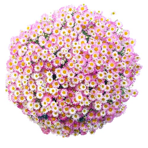 /ҡС15cm  ջ  ɫḻ39.84Ԫ3(13.28Ԫ/)