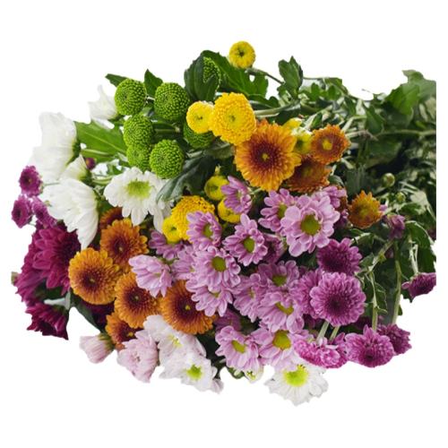 ۻ㣺ƿ С10֧/1 öСֲɰ25.33Ԫ