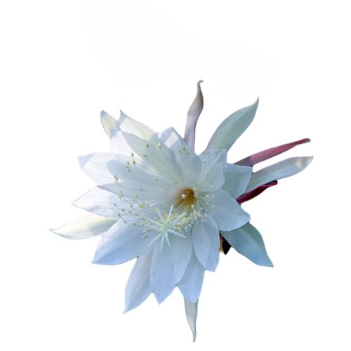 СҶ꼻12cm.  ٵĻ԰꼻ʵ19.8Ԫ