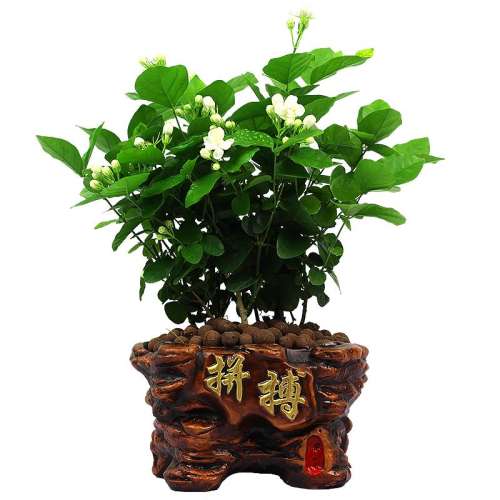 聚划算：丛生九里香【1盆】中树苗高约40cm 不含盆 四季开花香水米兰浓香型驱蚊植物 38.55元拍3件(合12.85元/件)