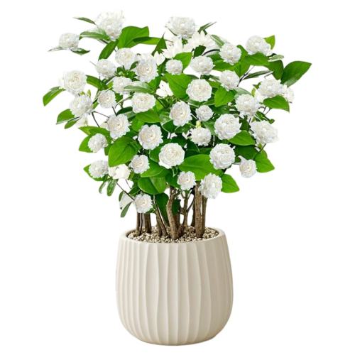 A+级栀子花大苗【陶瓷黑边菱角盆】+肥料 带盆栽好 虎头茉莉花盆栽四季开花重瓣老桩花卉花苗室内阳台好养易活绿植物 43.32元(需88VIP 95折)