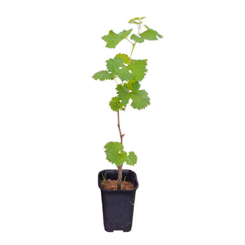 3װСӪ-ɻ 30cm()-40cm() õʯ13.52Ԫ
