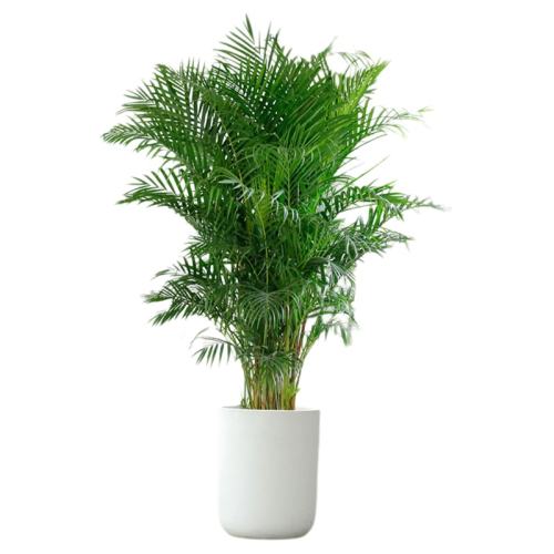 ƷҬ/ɢβ130cm-160cm+Բ֬衾רá  Ҭֲڿֲɢββ칫ļ158.3Ԫ2(79.15Ԫ/)