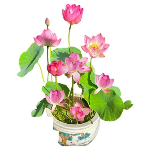 Ʒ յ͡ɫذ-д󻨸Լ50-60cm  Ʒ硿쾰 78.23Ԫ(88VIP 95)