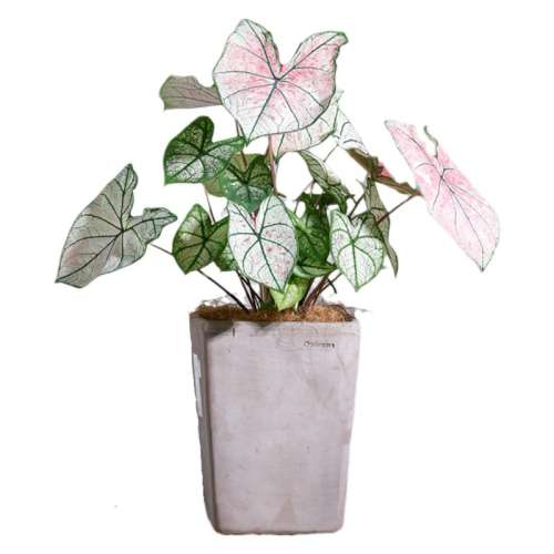 1-2CM ɫˣֱ2-4cm ٲҶ칫ʵ23.28Ԫ,ۺ11.64/