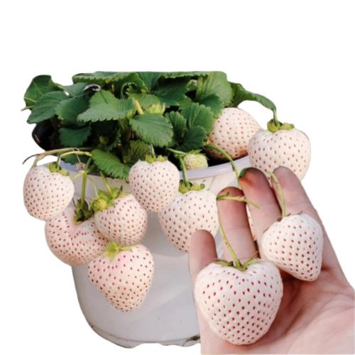 ţ3衾ԭԭɻ+  15cm()-30cm() ԭҶ28.8Ԫ