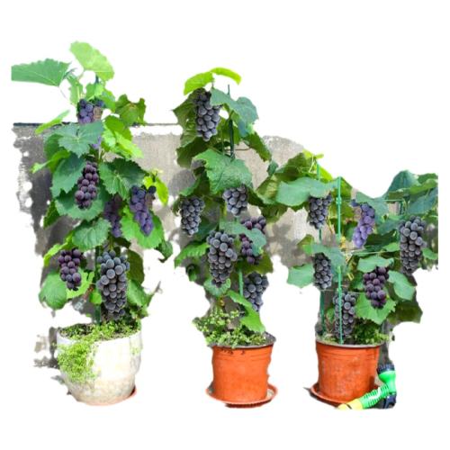 ޷20-30cmϽ 粹 Ҷ 50cm()-60cm() ٴ硿Ҷ27.8Ԫ