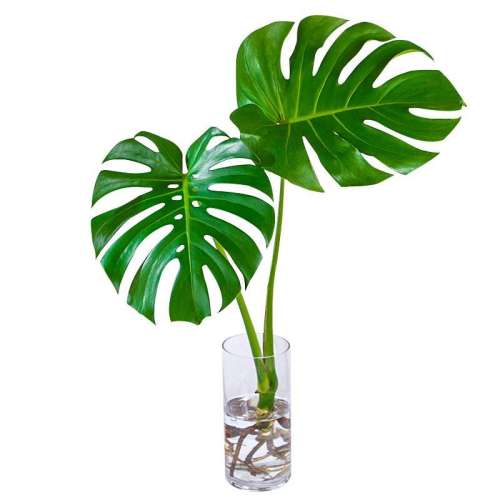 Ʒ걳30-35cm1+ӪҺ_ ˮֲ걳׮ҶڹҶֲ5.5Ԫ