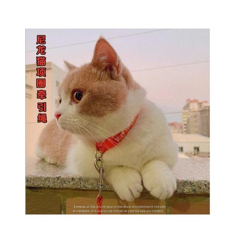 ɫצӡ  ·ϵǣè8.9Ԫ
