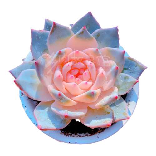 ��ɫ����+������ ��̨ͥԺ����ֳ��������