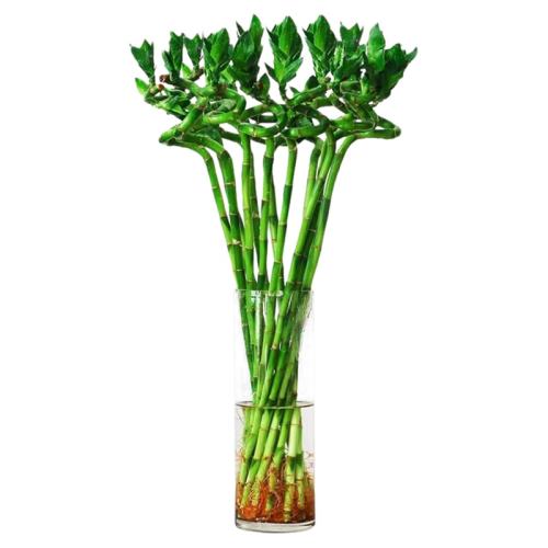 ת650-55cm ӪҺ תˮֲ︻ڿֲԿĲڽڸ54.24Ԫ2(27.12Ԫ/)