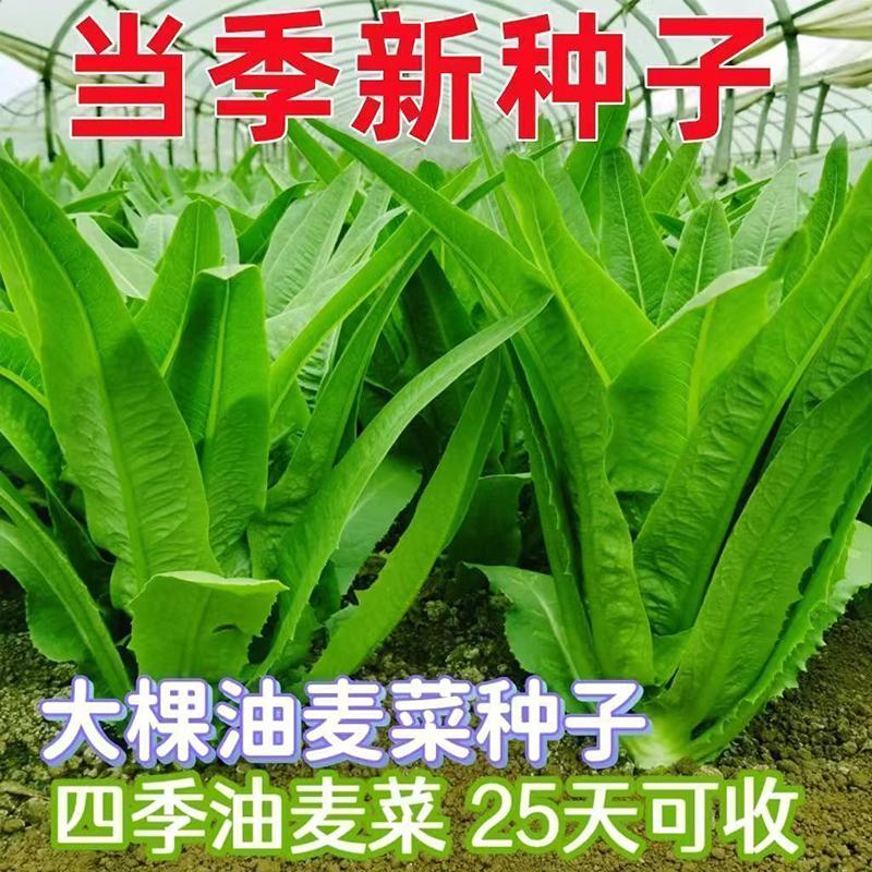ڲ῵Z5ȫ΢3.8Ԫ