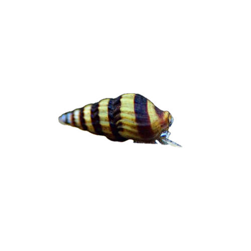 5ݡƻ0.5-1cm ɱݹ͵ˮݳ幤ʵ7.83Ԫ
