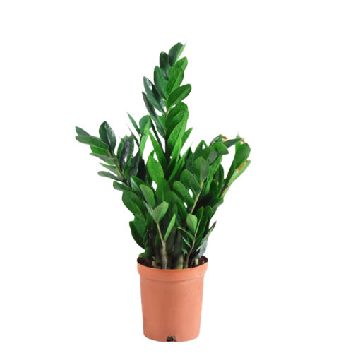 ʽǮ20-25cm5-8ãԭ裩+  10w+Ǯֲ6.57Ԫ